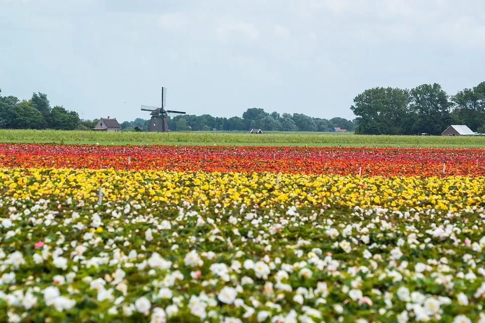 windmill 2619789 960 720 bloembollen