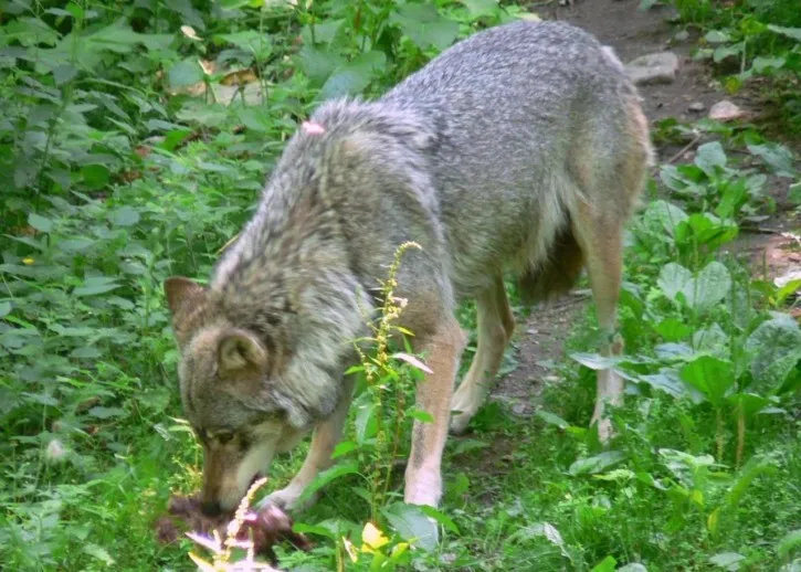 wolf eating w725 h518