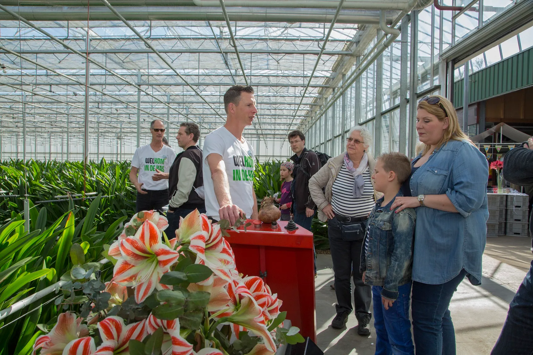 zo groeit een amaryllis kom in de kasrolfvankoppenfotografie 003