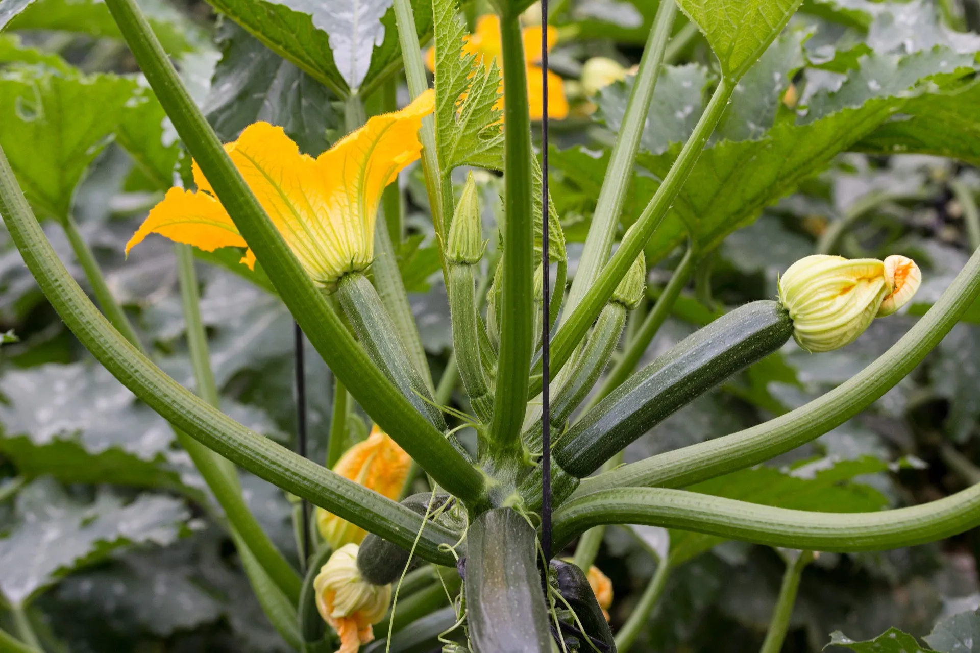 zucchini 1642621 1920 bloeiende courgette antonio jose cespedes via pixabay