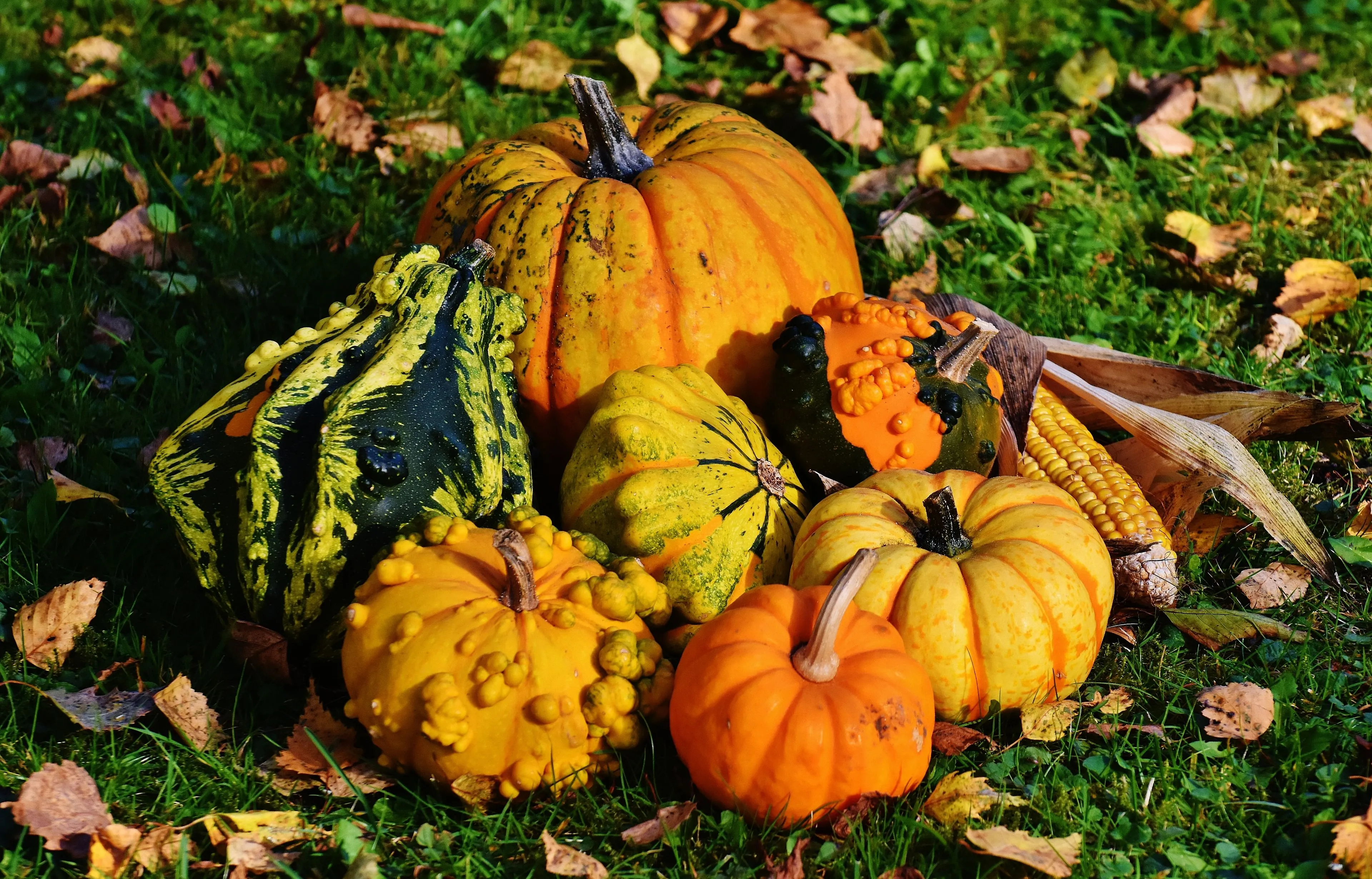 nature flower decoration harvest produce autumn 474686 pxherecom 1