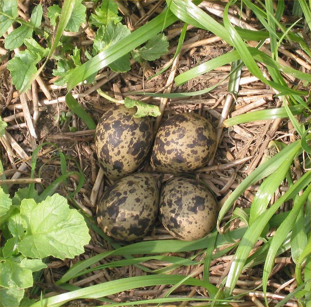 1024px kievitsnest vanellus vanellus
