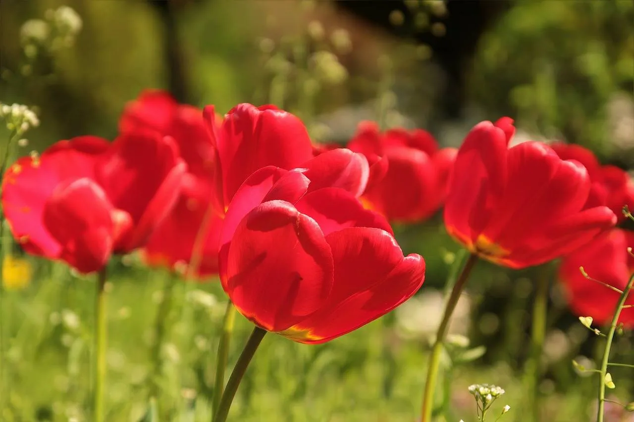 flower 722791 1280