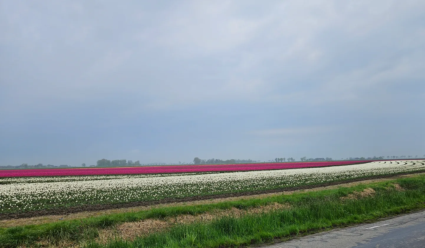 tulpenvelden jan