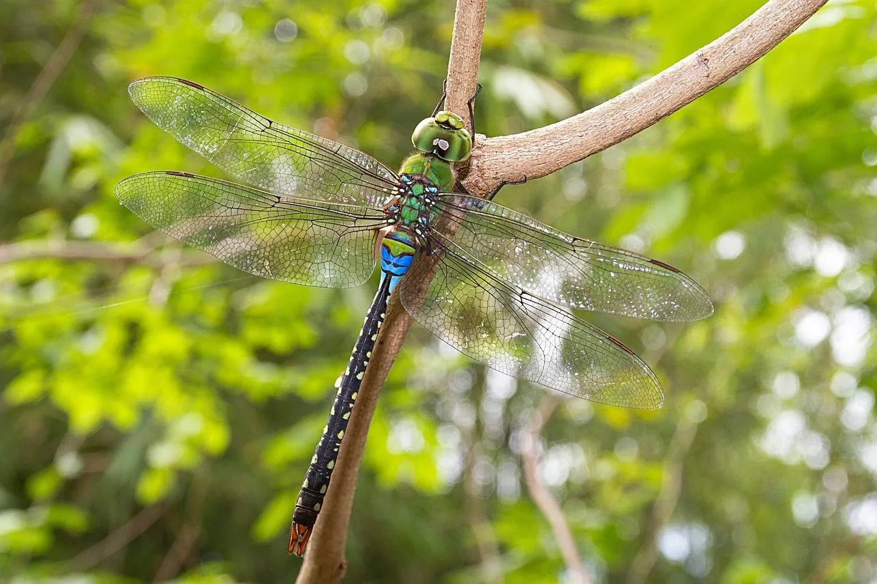 dragonfly green giant plain 2757499 1280