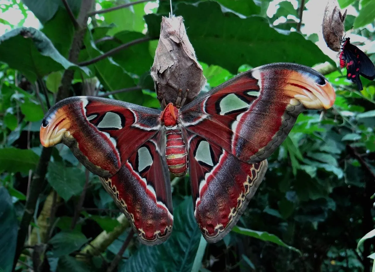 atlas-moth-522616_1280