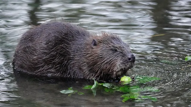 beaver 5912466 640