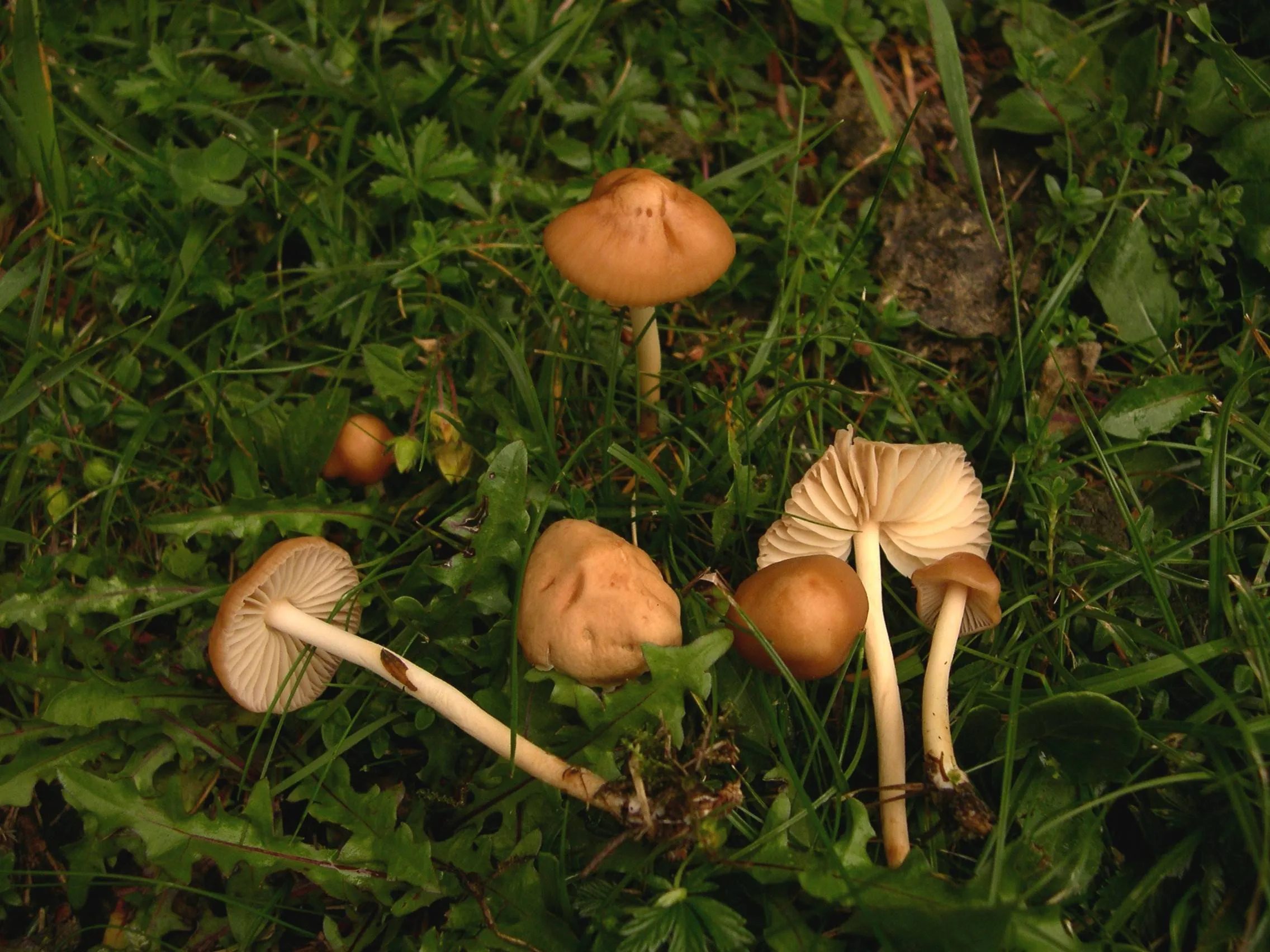weidekringzwam cc by sa 3.0 Archenzo Marasmius_oreades