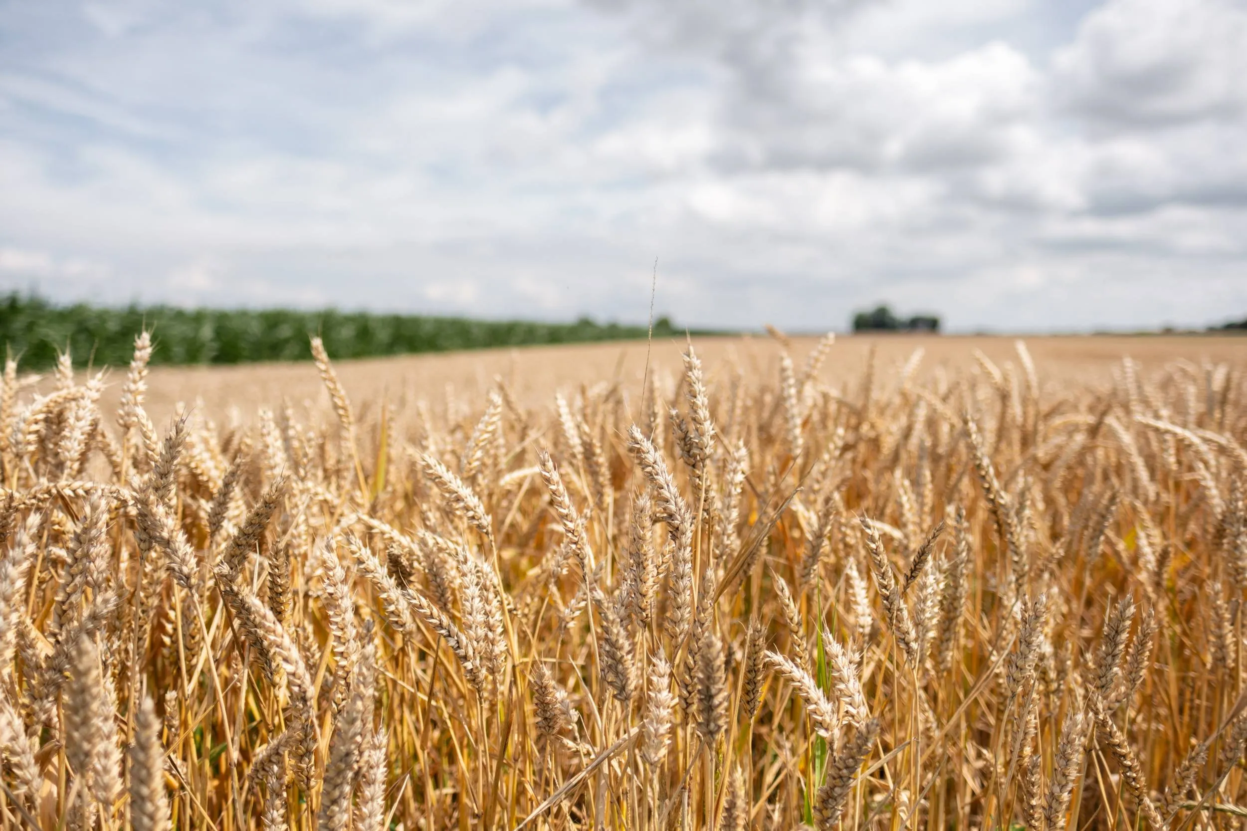 Zummerbühne 2026_WEB_door Nienke Maat