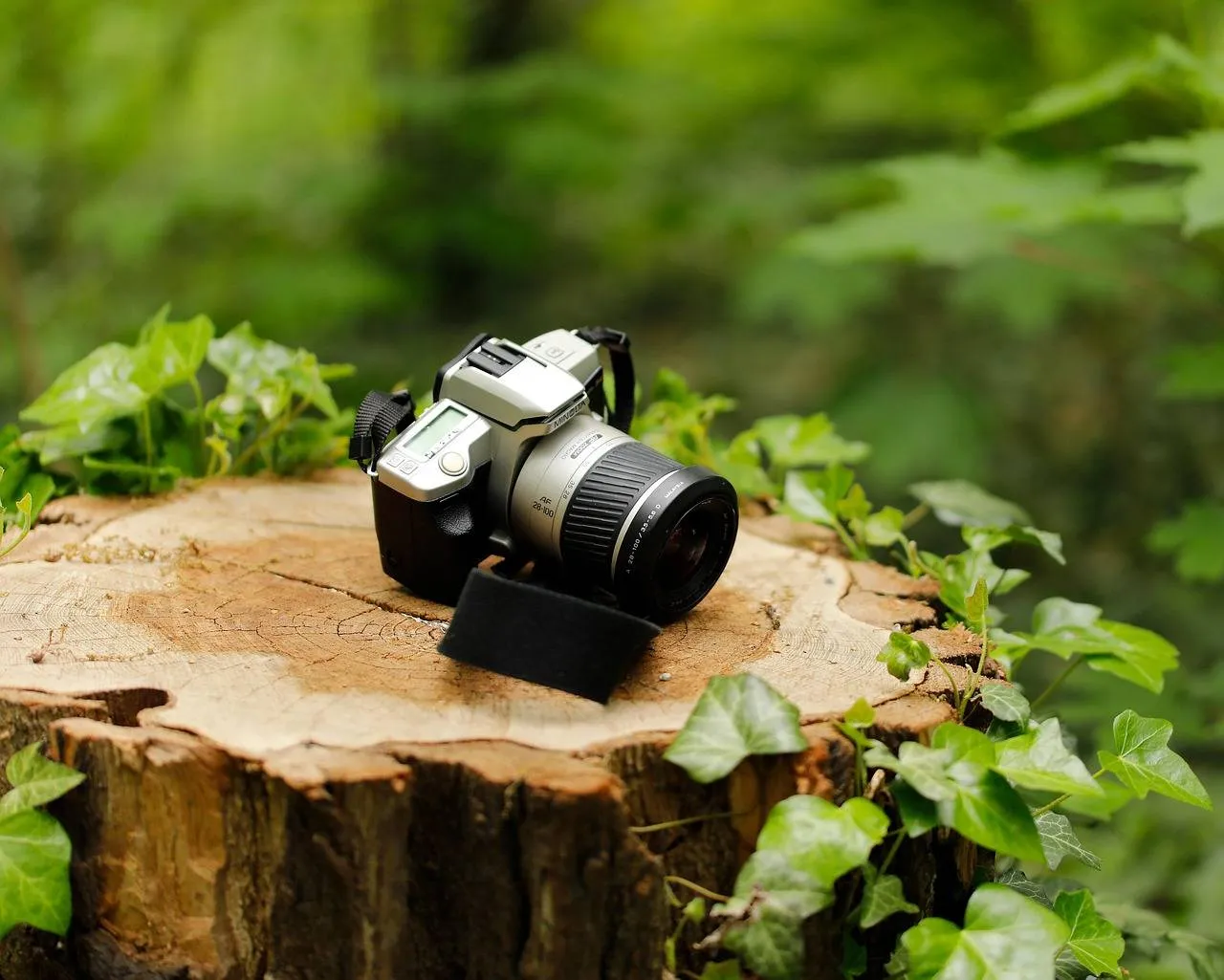 tphananh-forest-5159556_1280