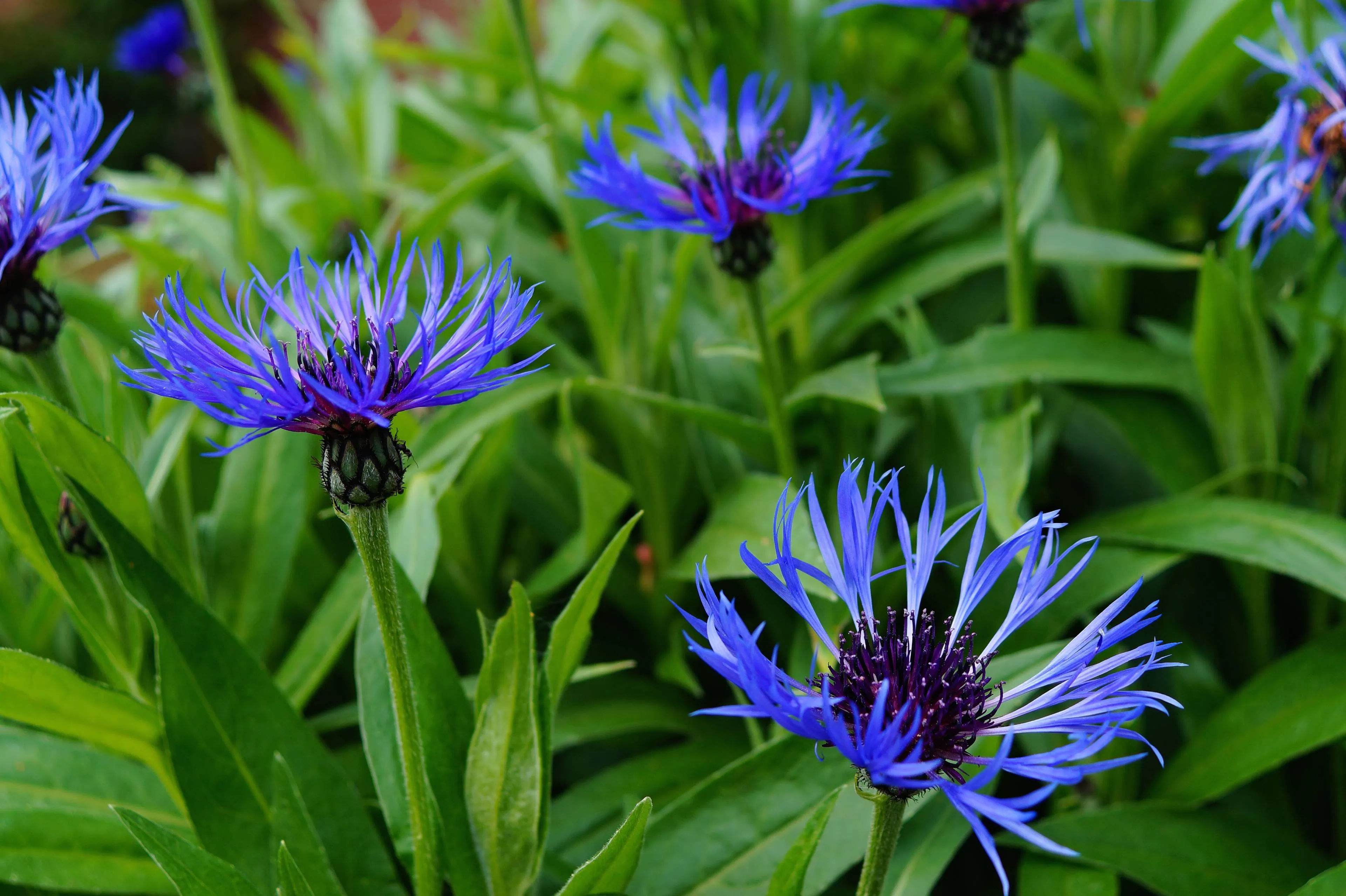 kapa65-cornflower-337683