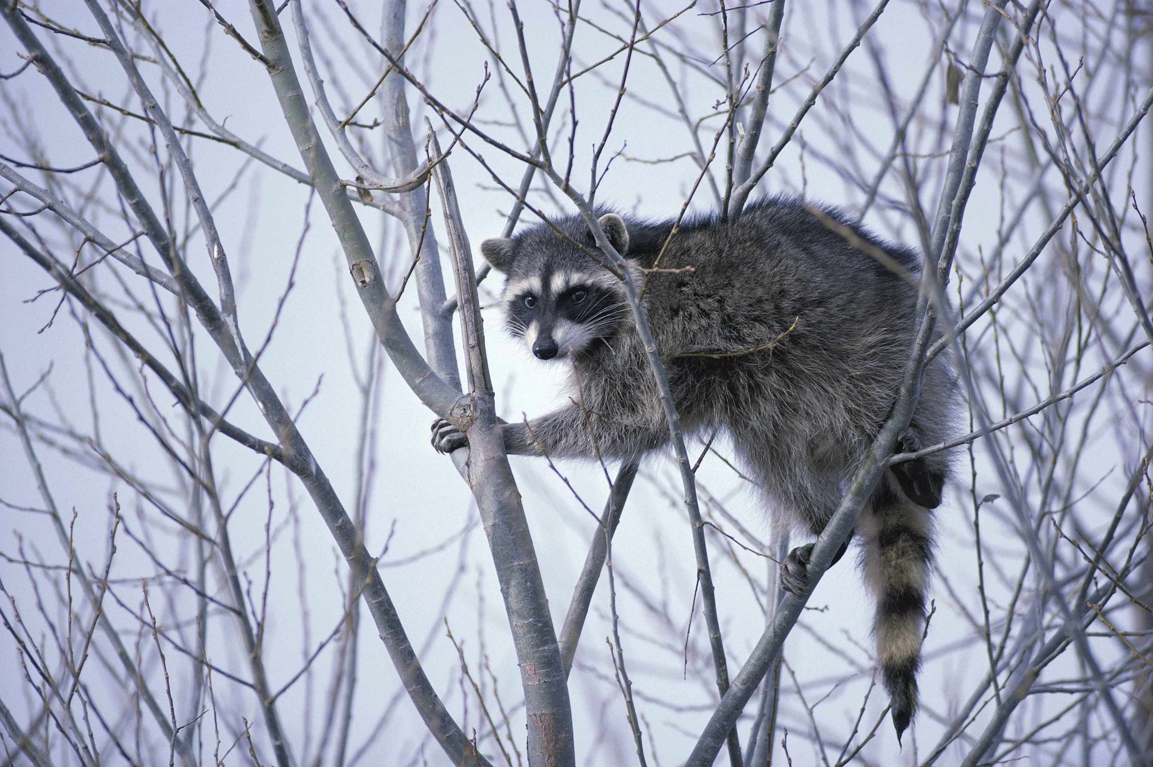 publicdomainimages-raccoon-386748