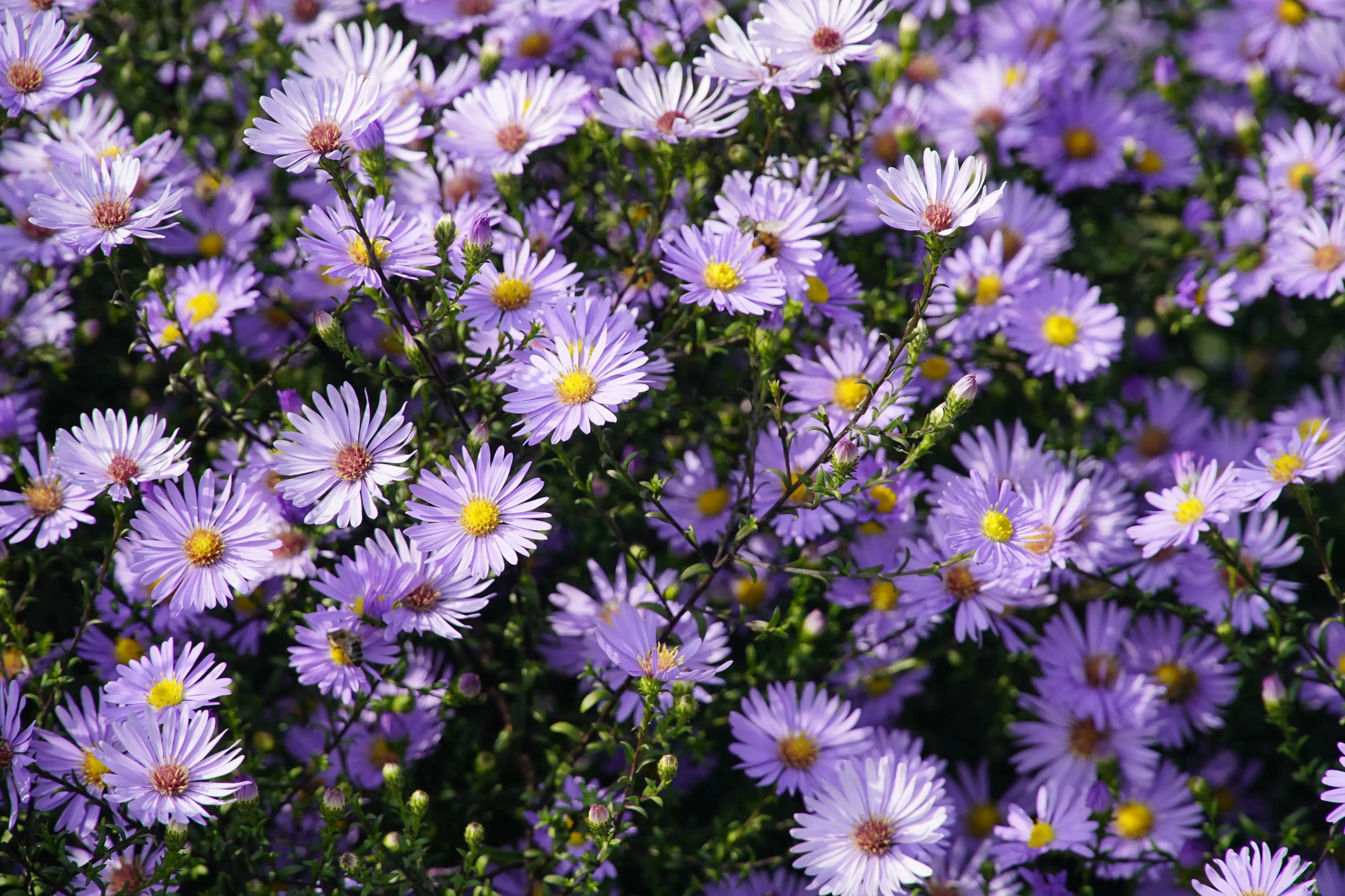 jhenning-flowers-8311282
