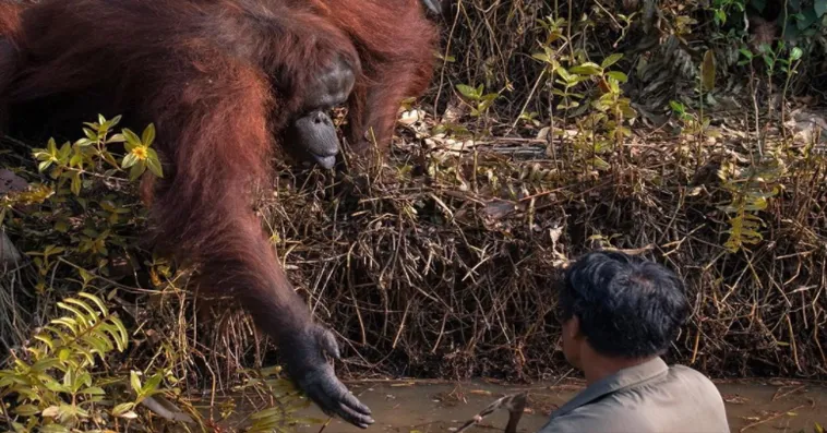 orang