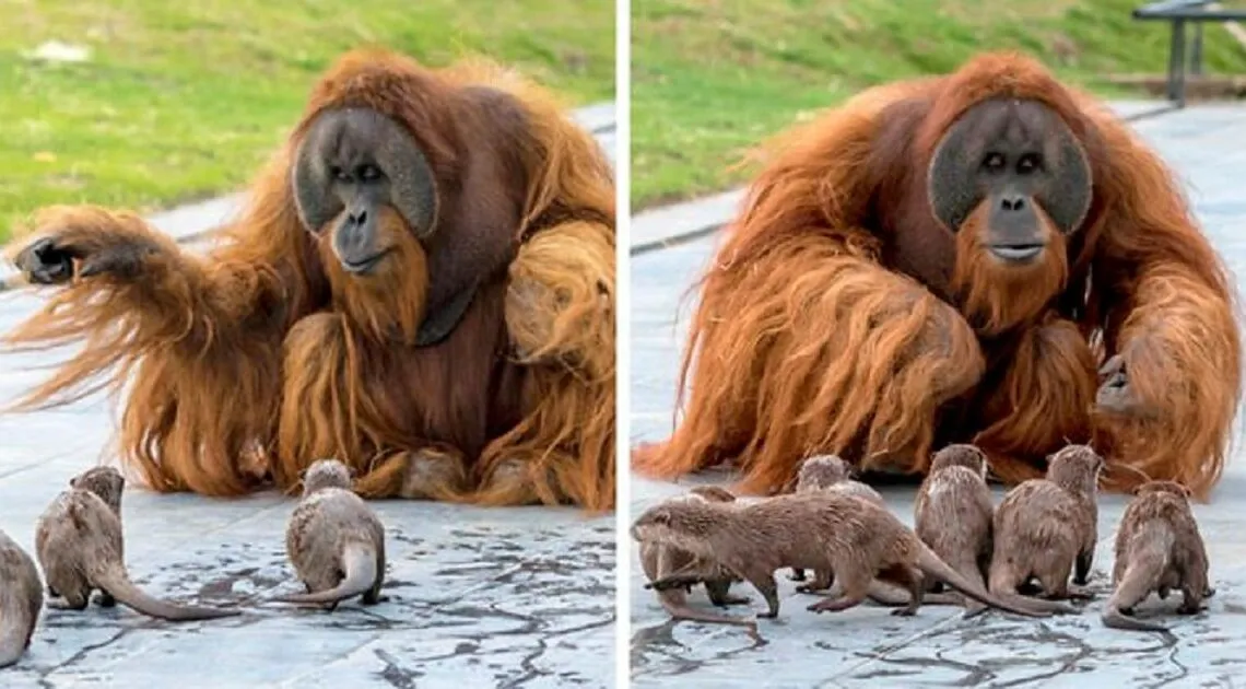otters
