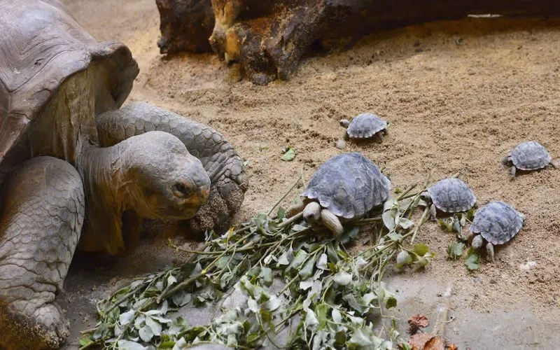 schildpad