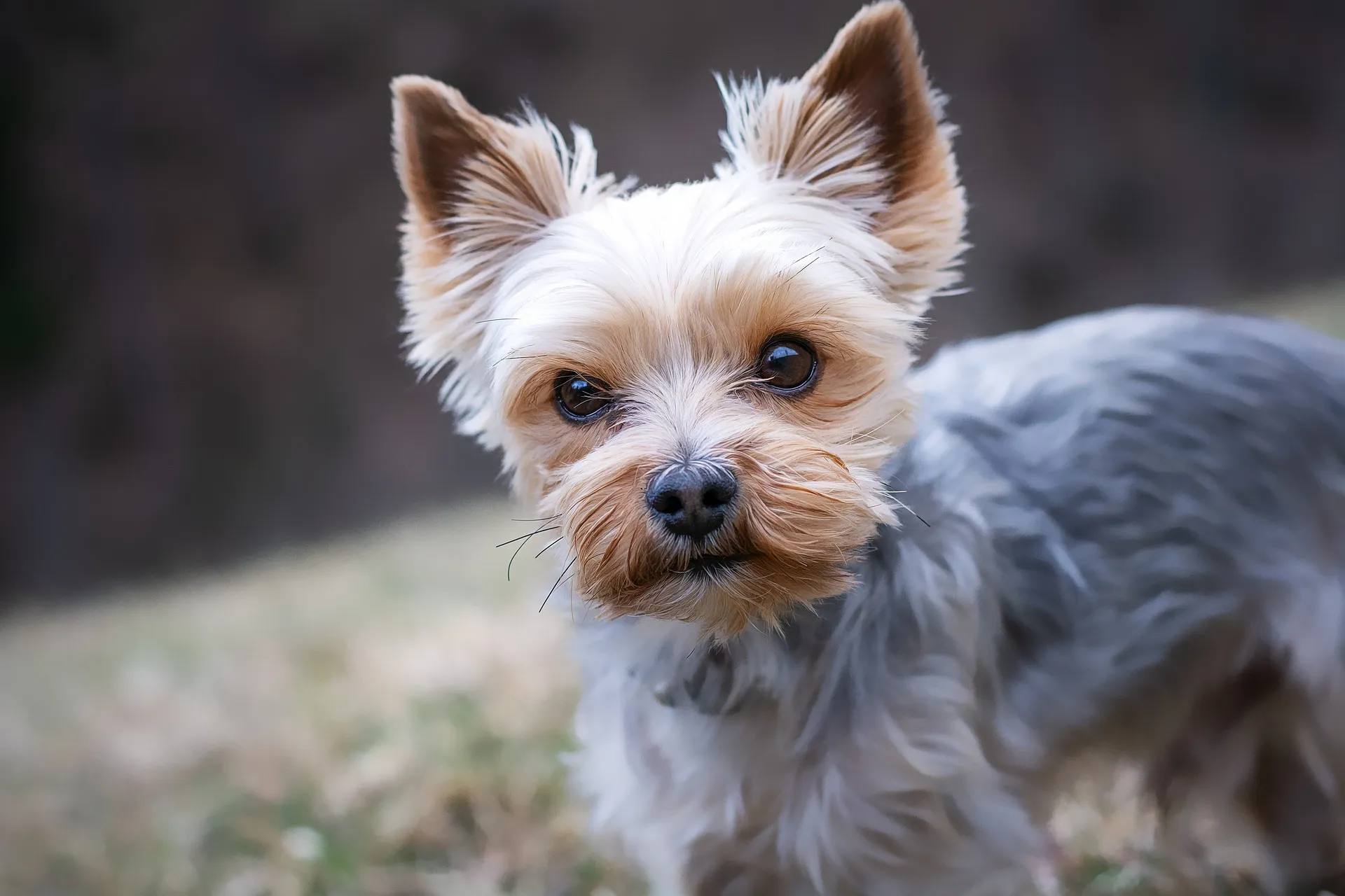 yorkshire terrier g8122fa9ed 1920
