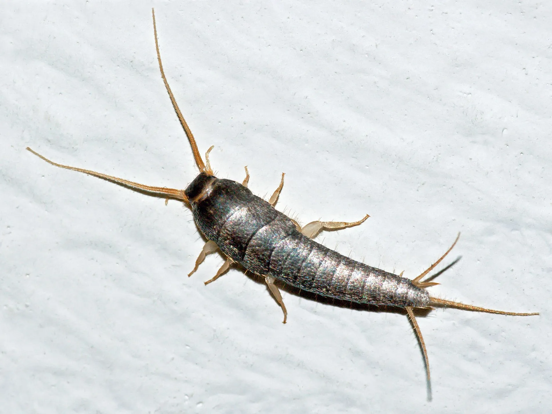 lepismasaccharina