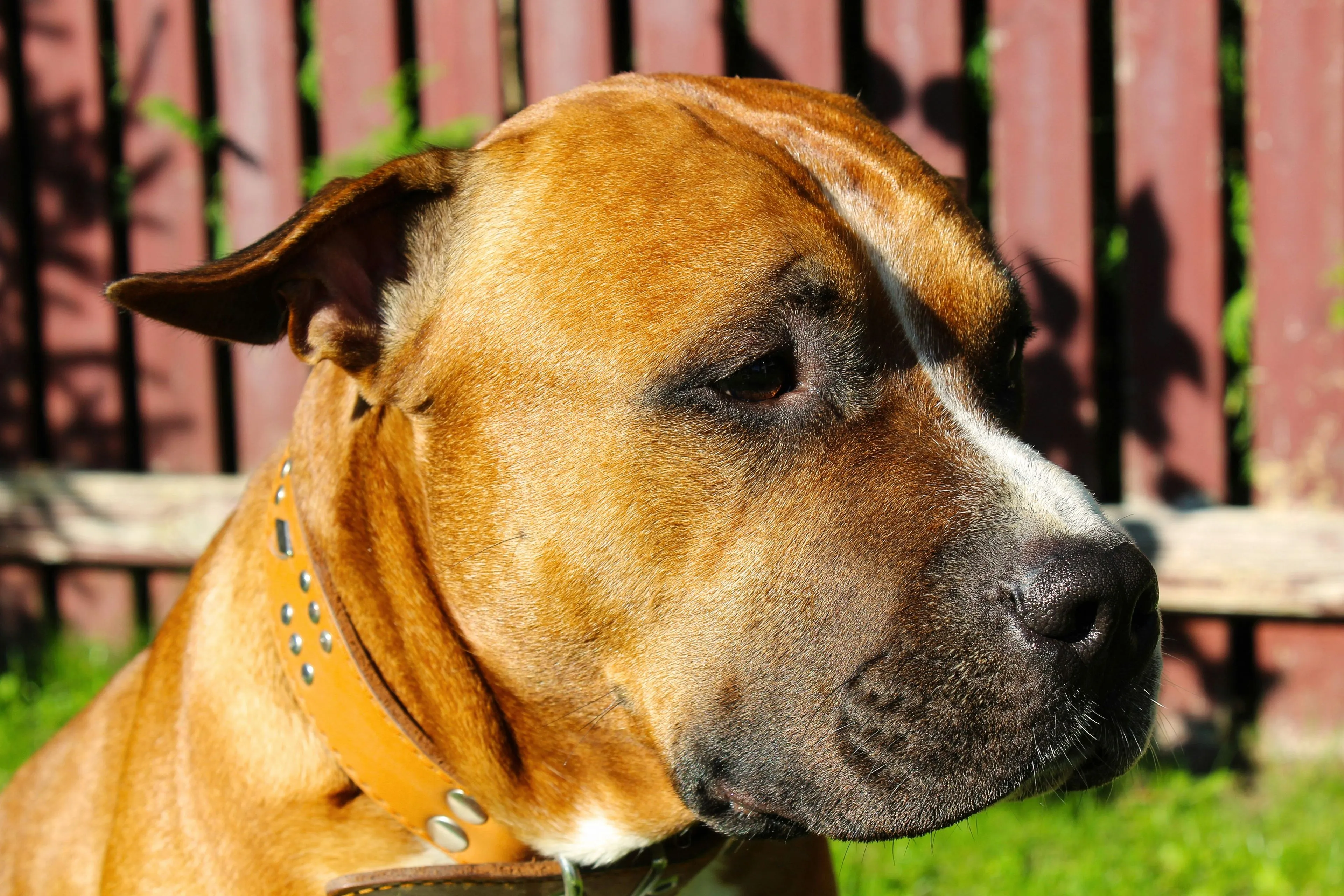 bulldog