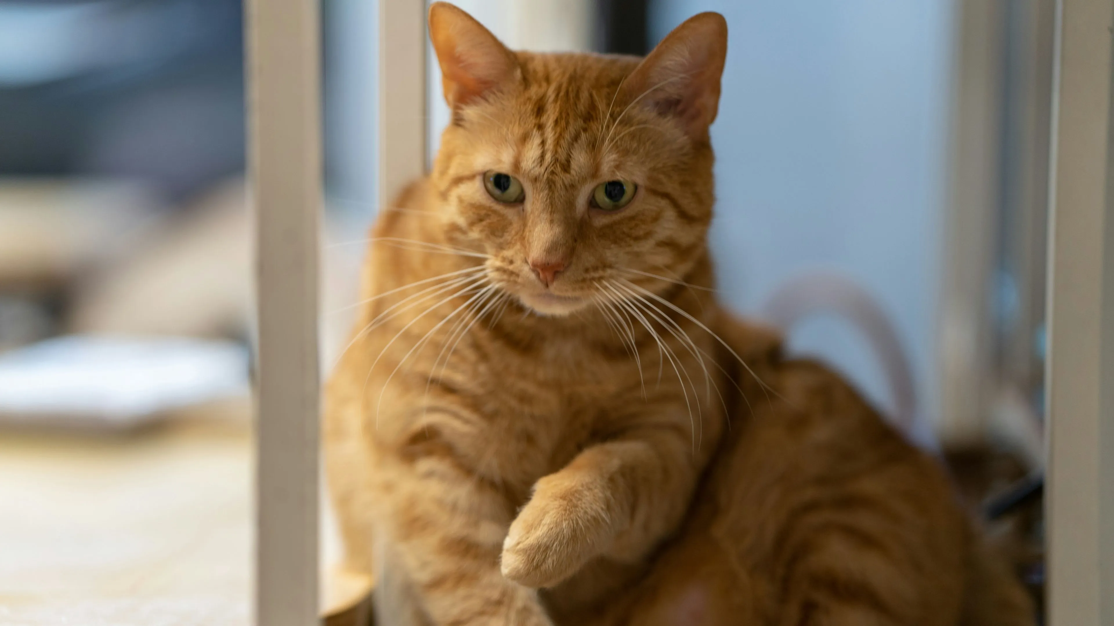 kat