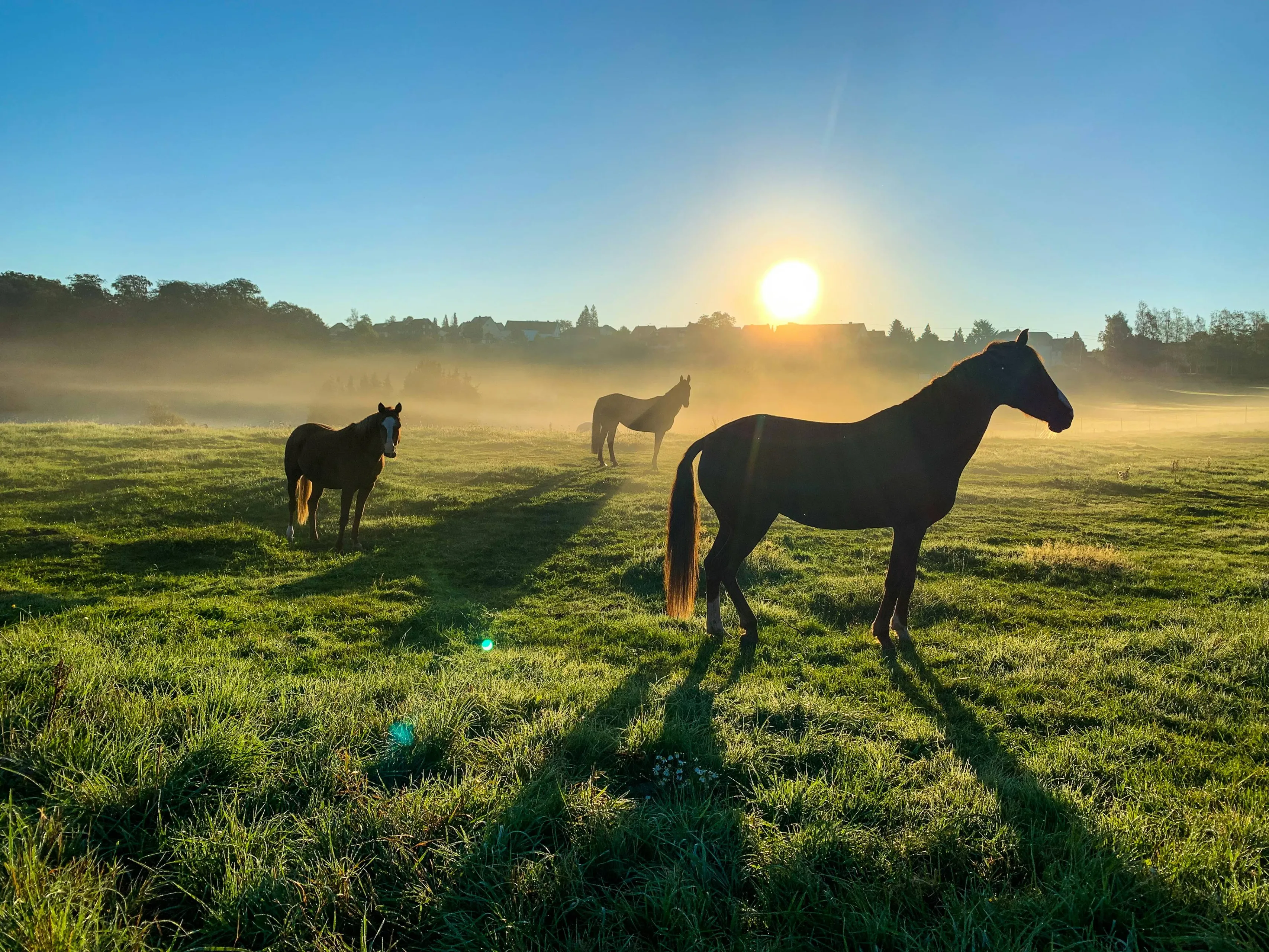 paard