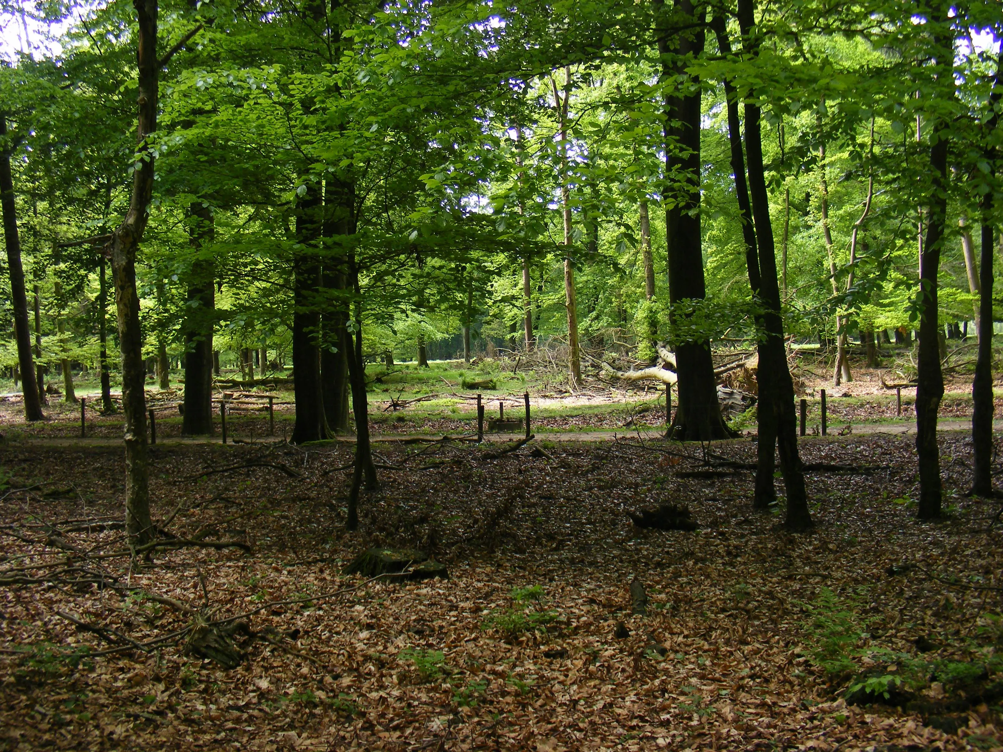 Bosgebied_zonder_ondergroei_in_het_Nationaal_Park_Veluwezoom