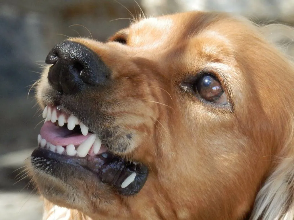 dog-angry-dog-aggressive-animals-21e798