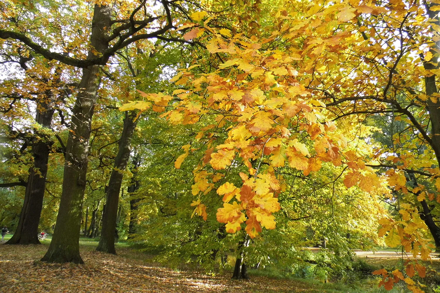 2022 09 foto frvbussel kleurige herfst in het park kopieren