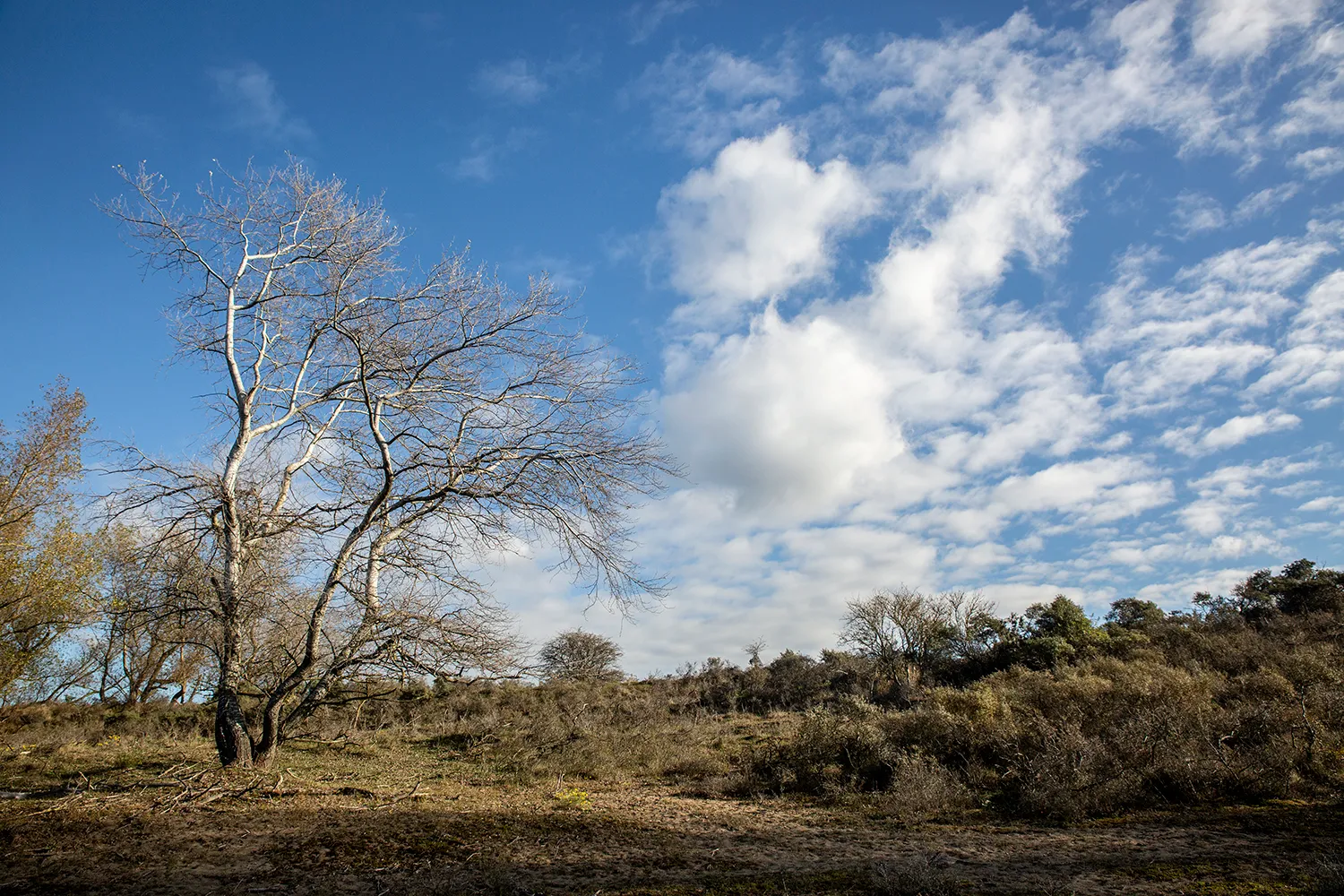 5i5a0167 duinen