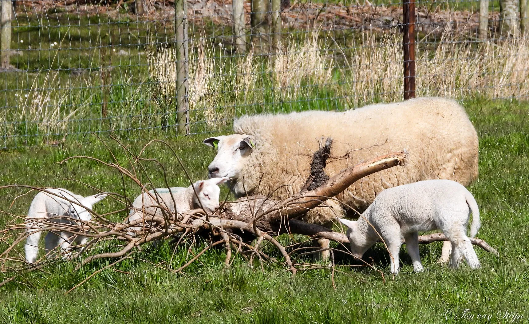 91581256 2760674960698419 7305768971410604032 o