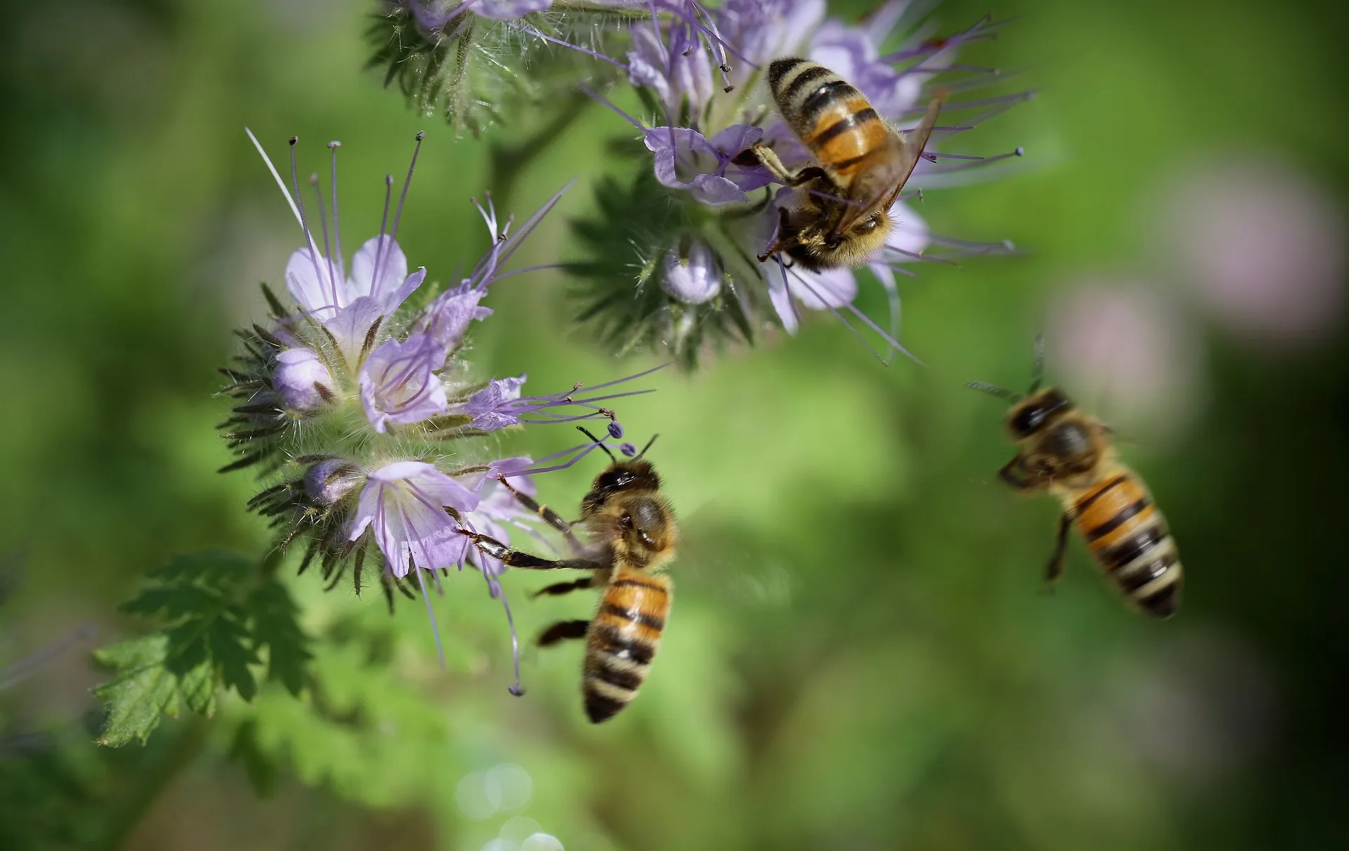 bees g56acbe8dc 1920