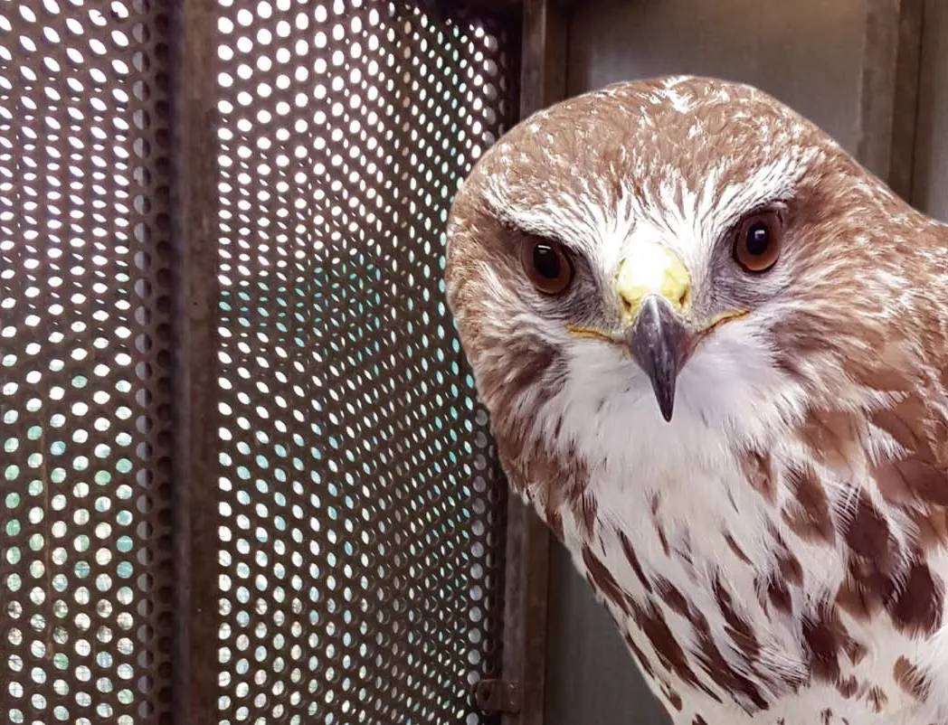 buizerd openhuis 2020