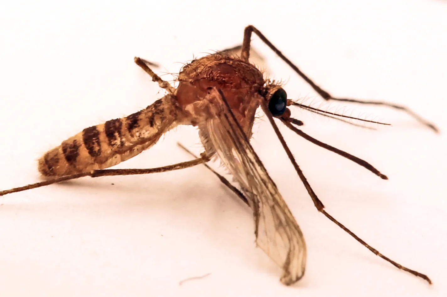 culex molestus