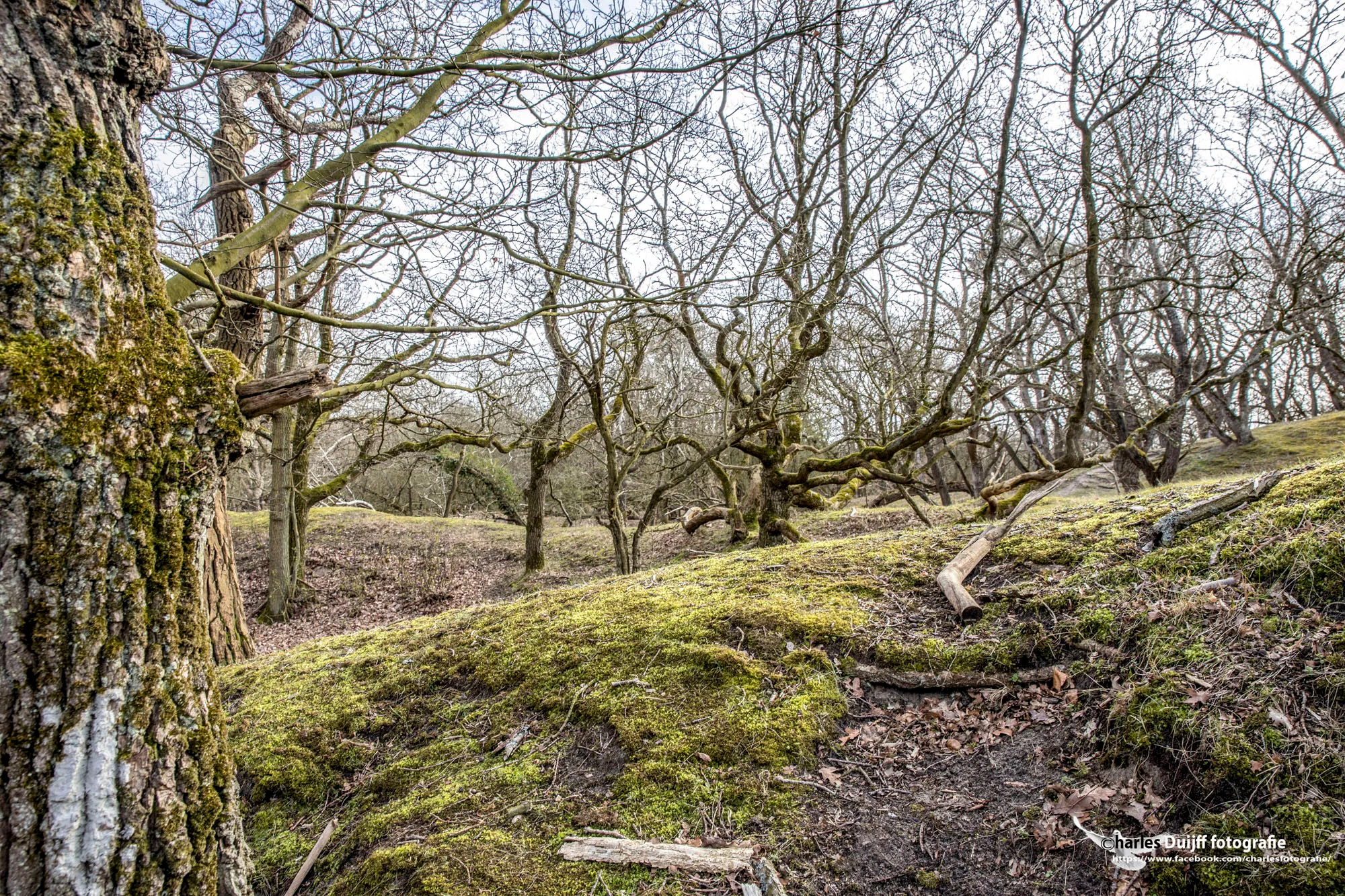 dead wood4