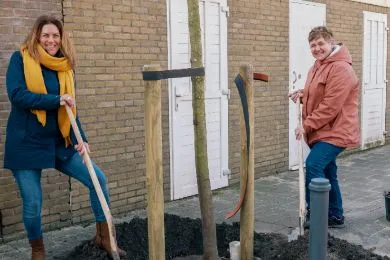 formaat bomen planten website