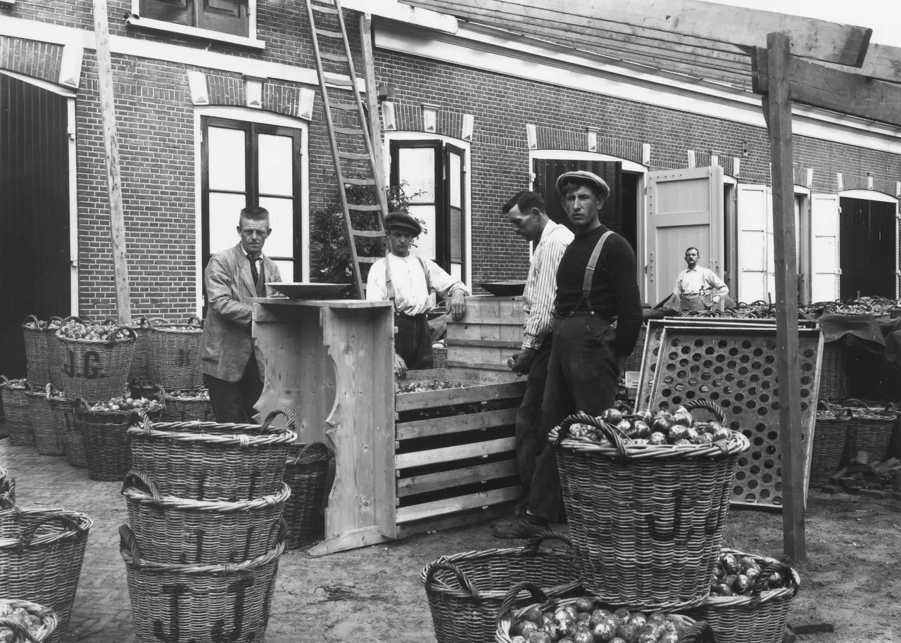 foto bij lezing peter vink bloembollen sorteren