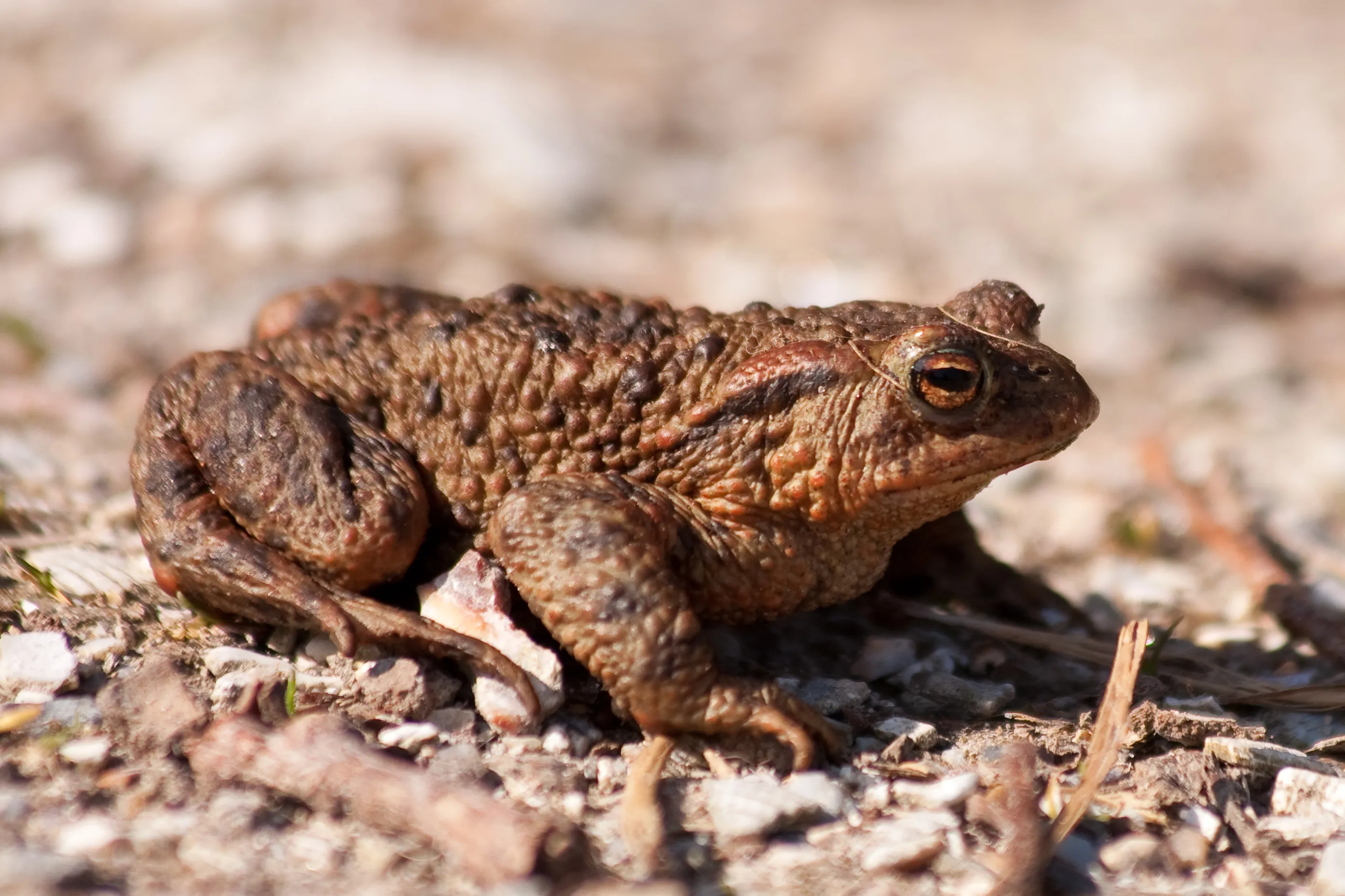 gewone pad joke huijser spekken