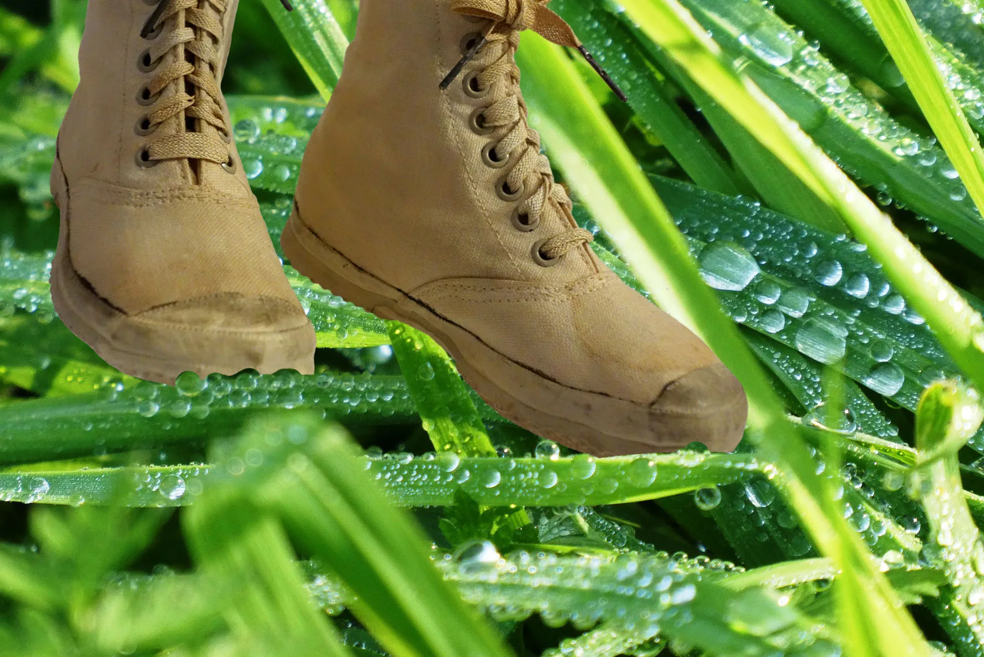 grass 3818309 1920