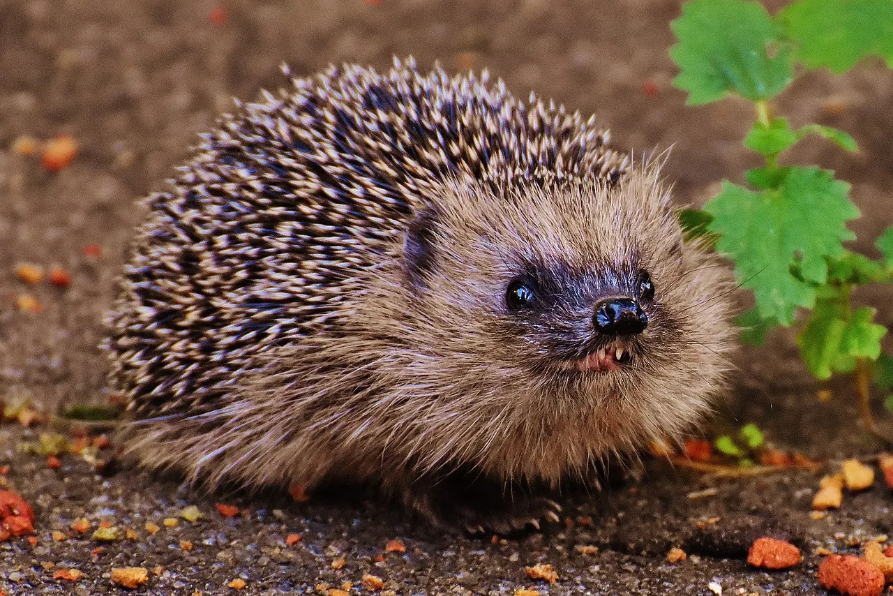 hedgehog child 1710690 1280