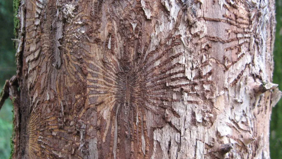 iepenziekte wiki 915x518 1