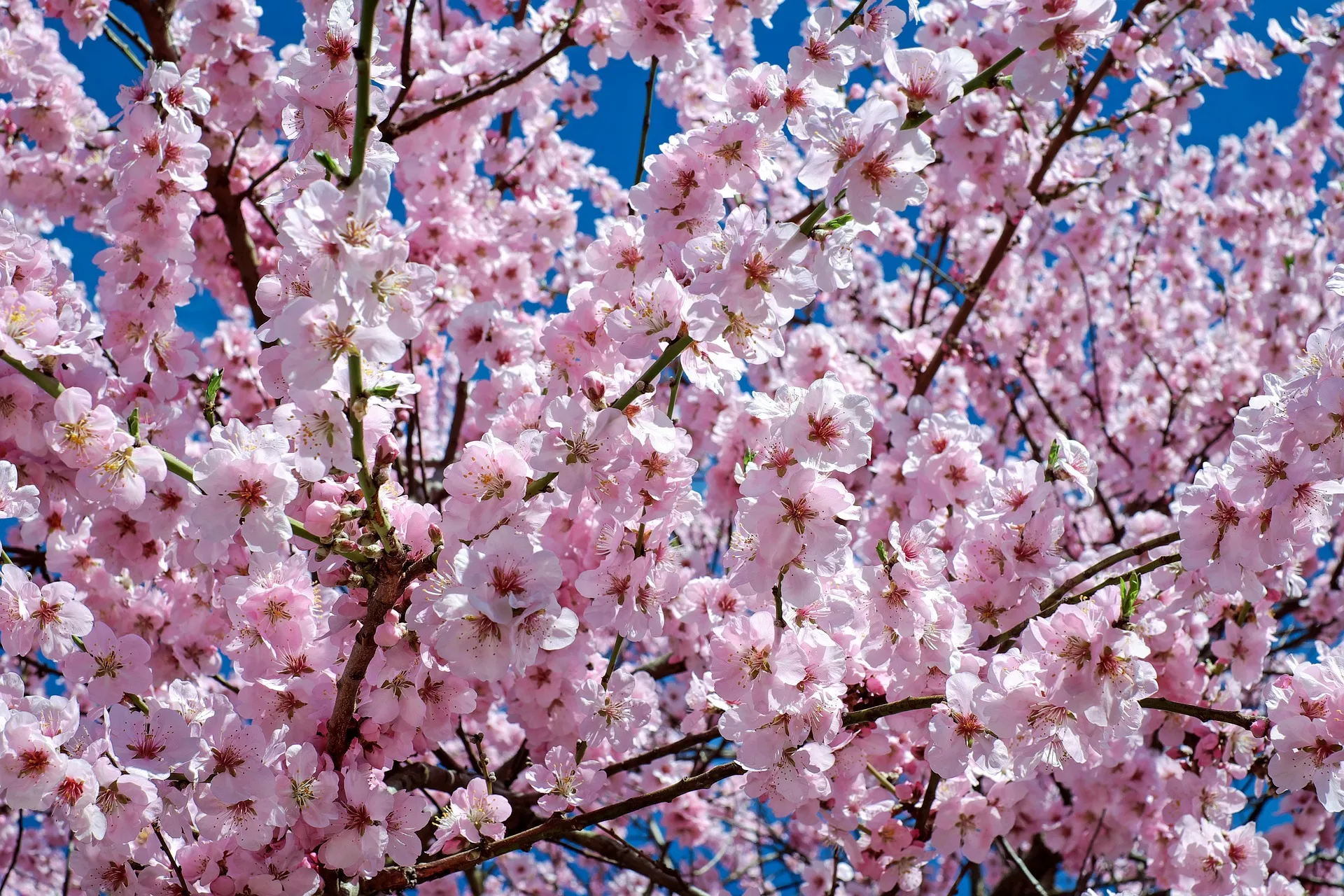 japanese cherry blossom 2168858 1920