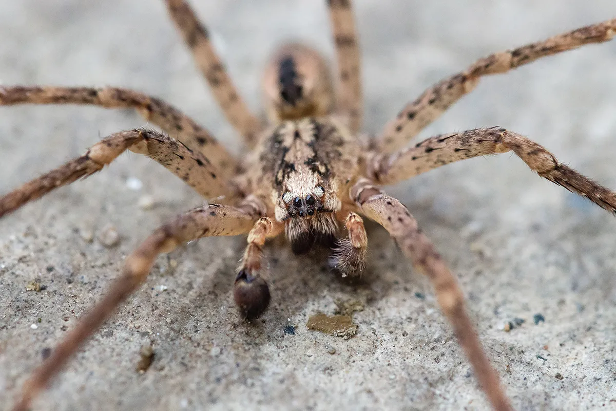 male of zoropsis spinimana 1 wiki francesca grossi