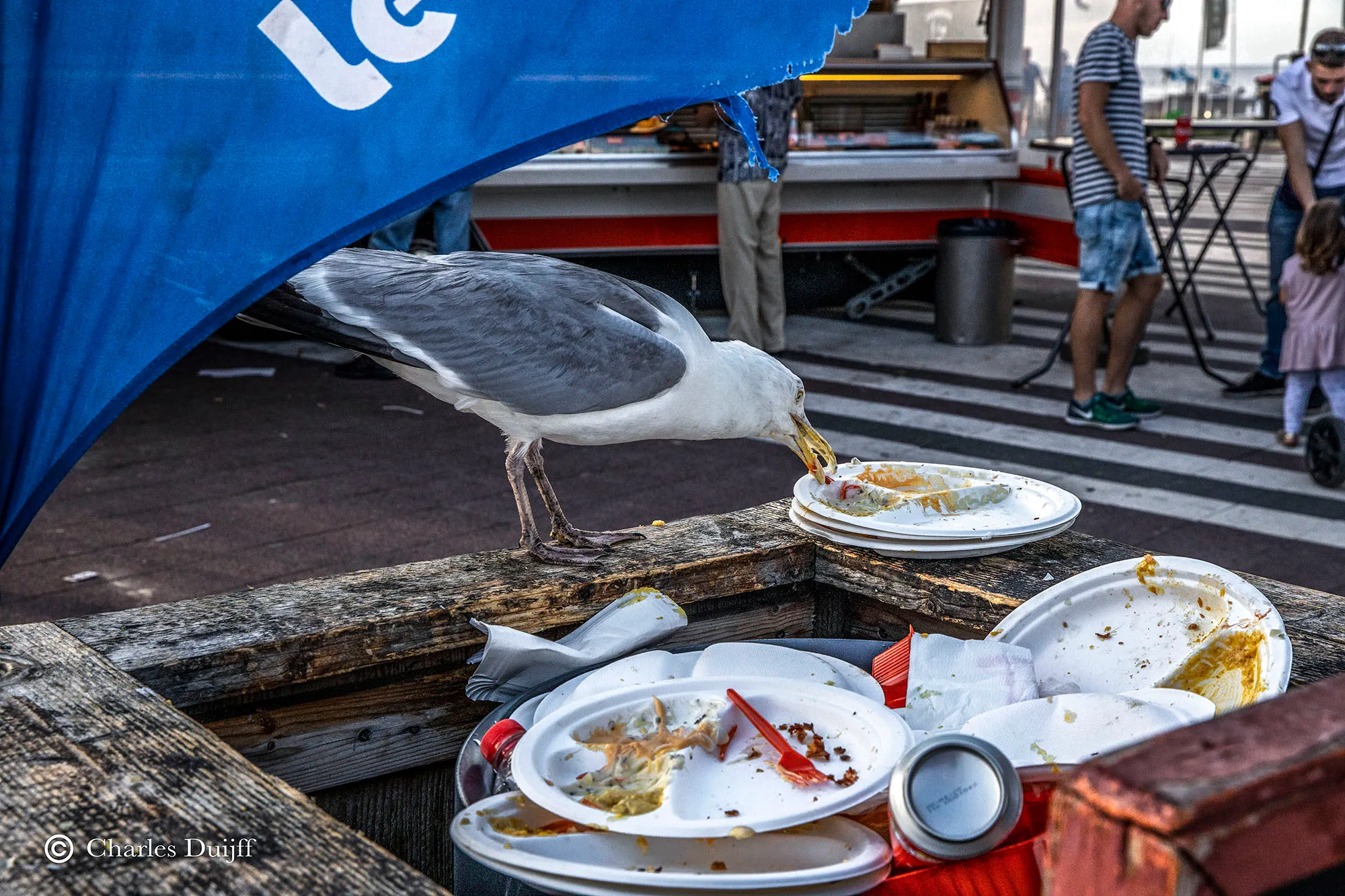 meeuw eten