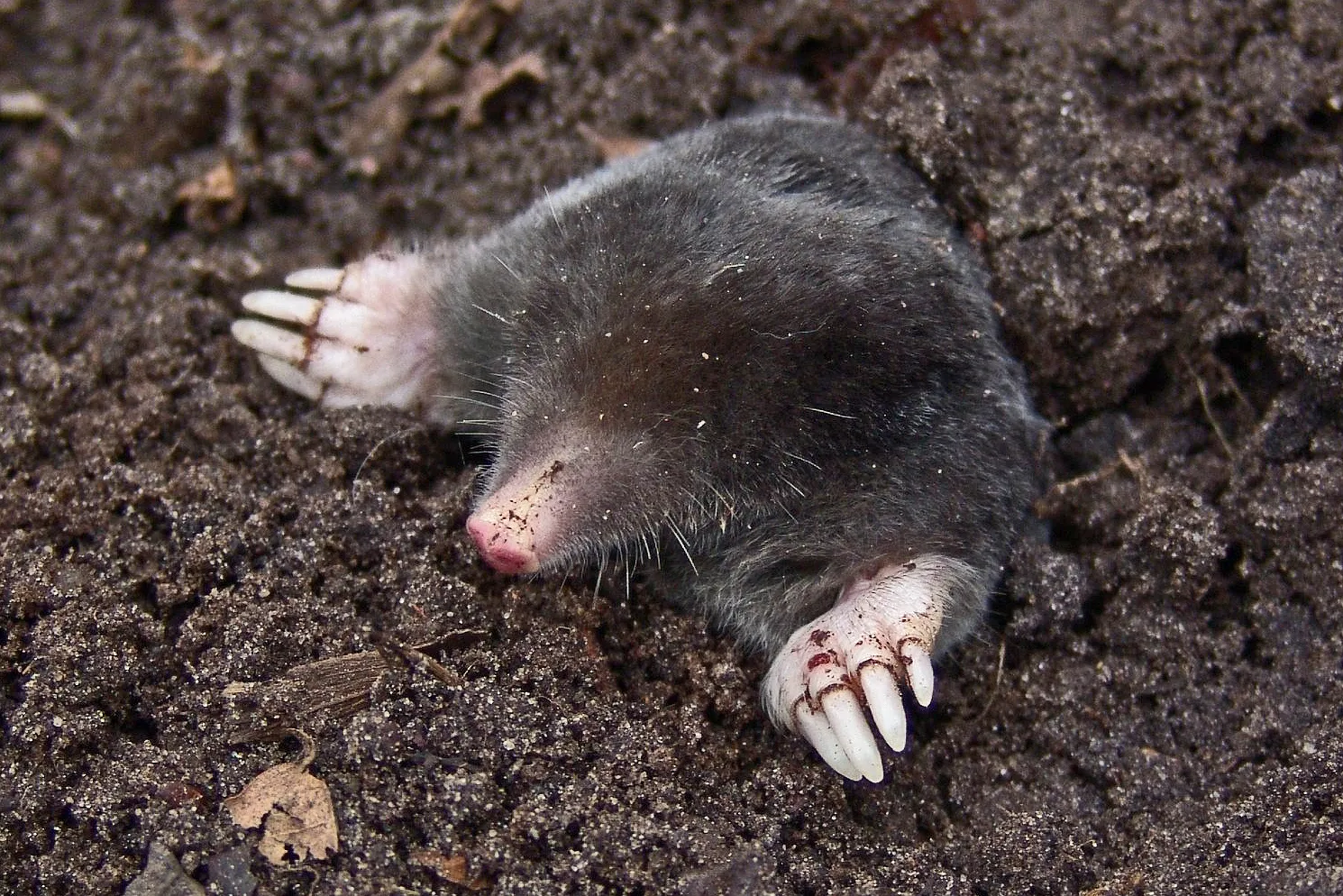 mole 13298 pixabay