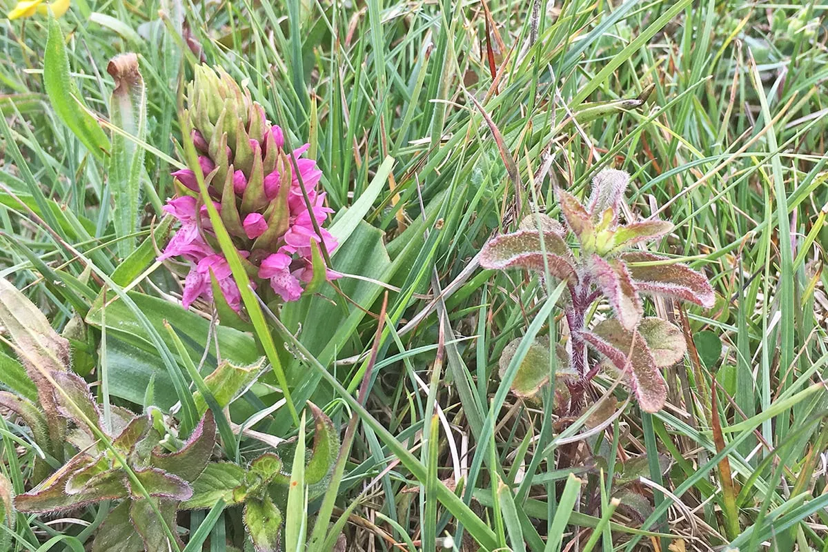 natuurmonumneten vleeskleurige orchis