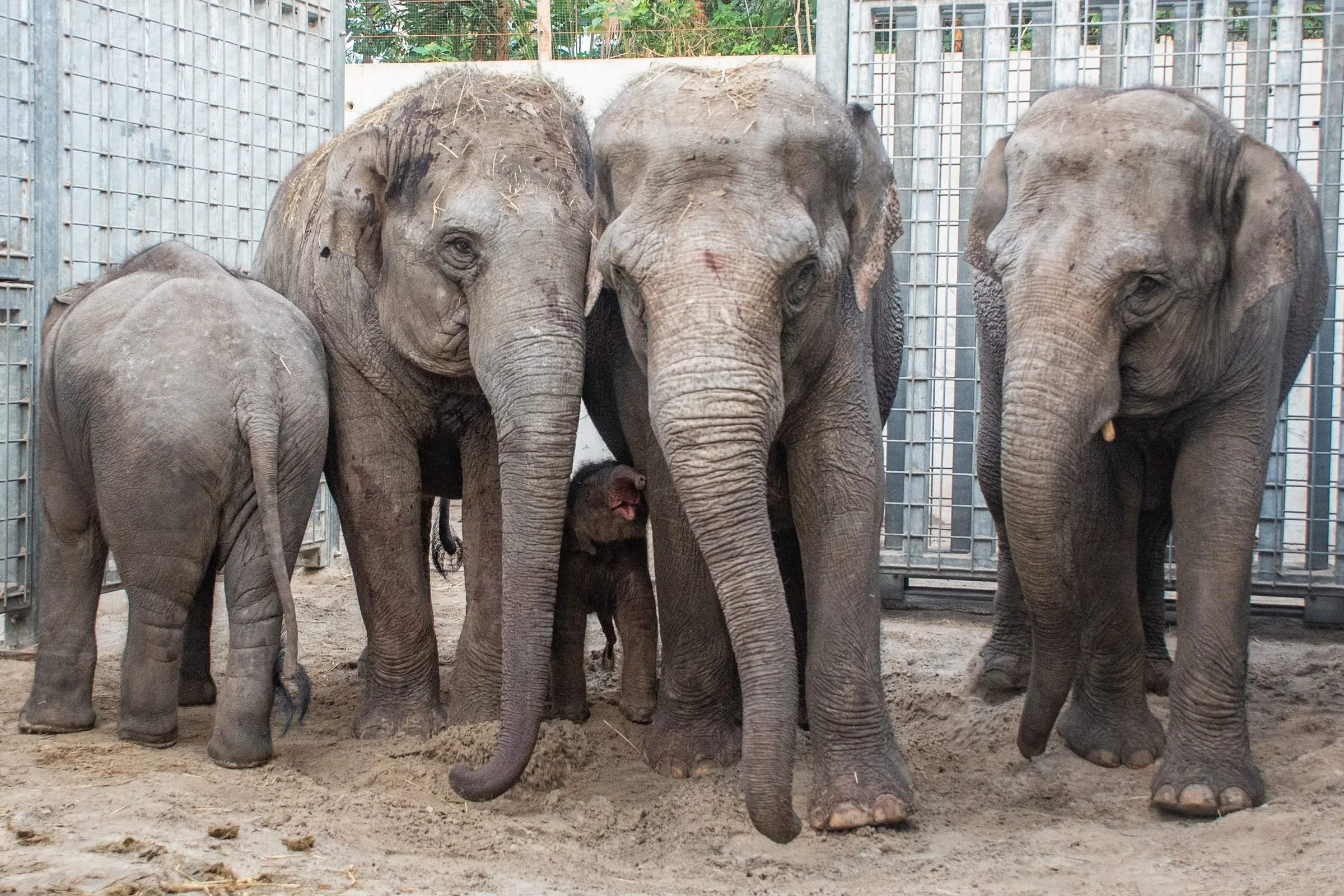 olifantje geboren wildlands 2021 foto 1