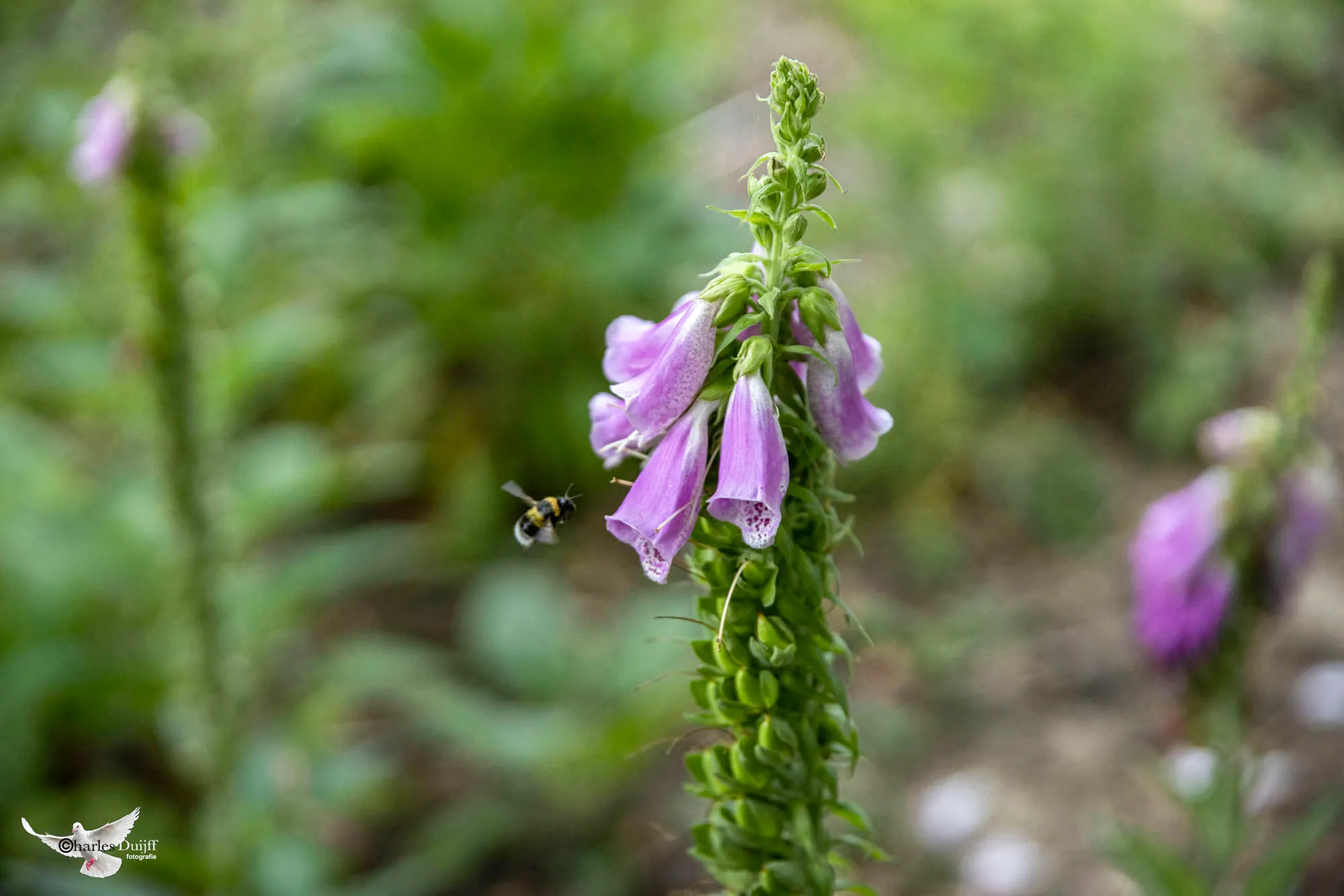paarse bloem en bij