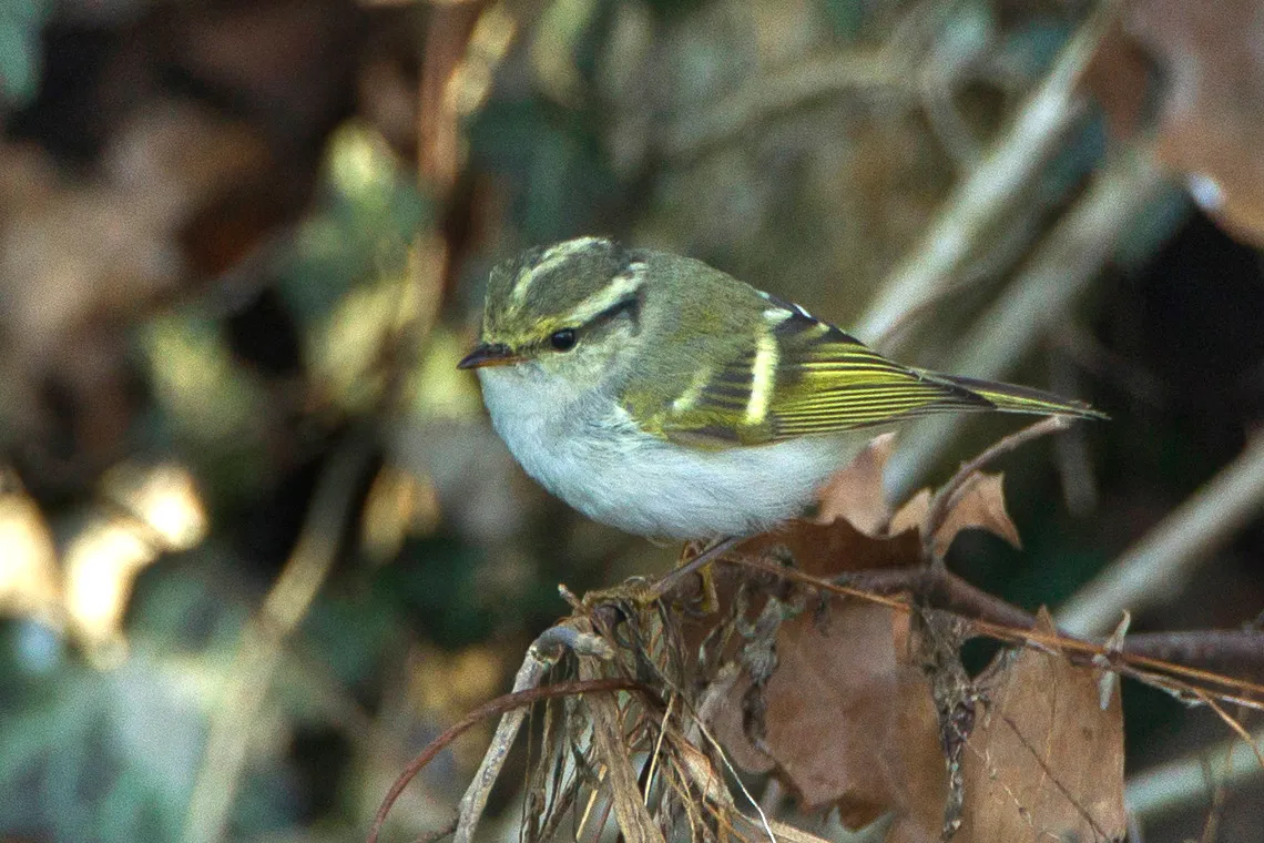pallass leaf warbler great rarity in italy s4e1751 19261546342 1