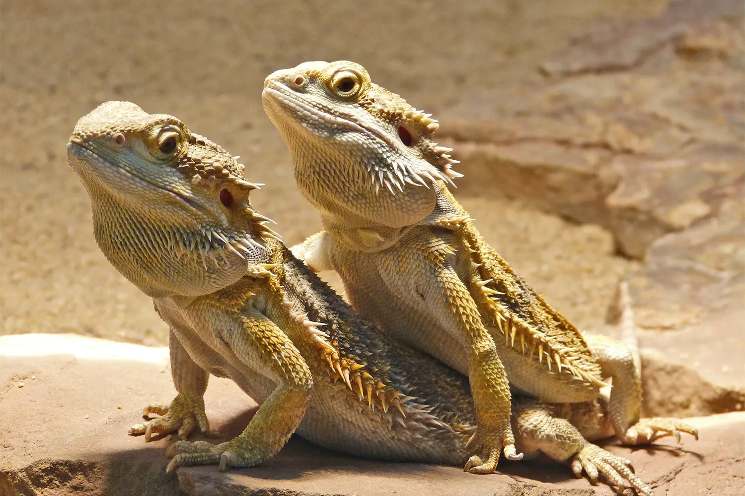 reptile 97233 1920 baardagamen