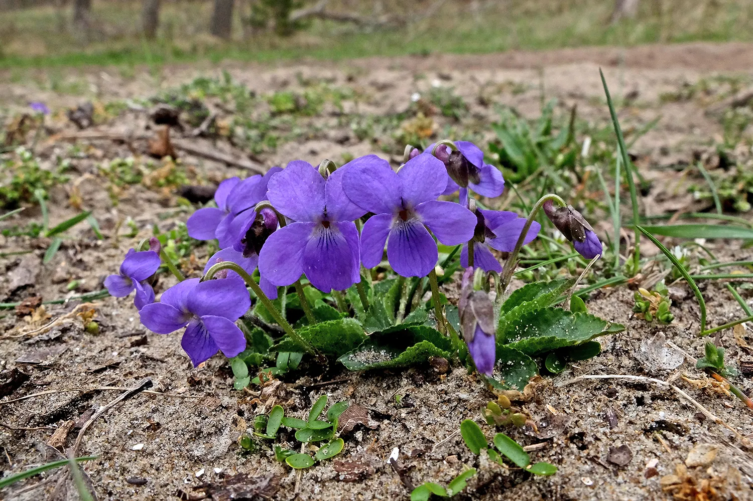 ruig viooltje theo baas kopieren